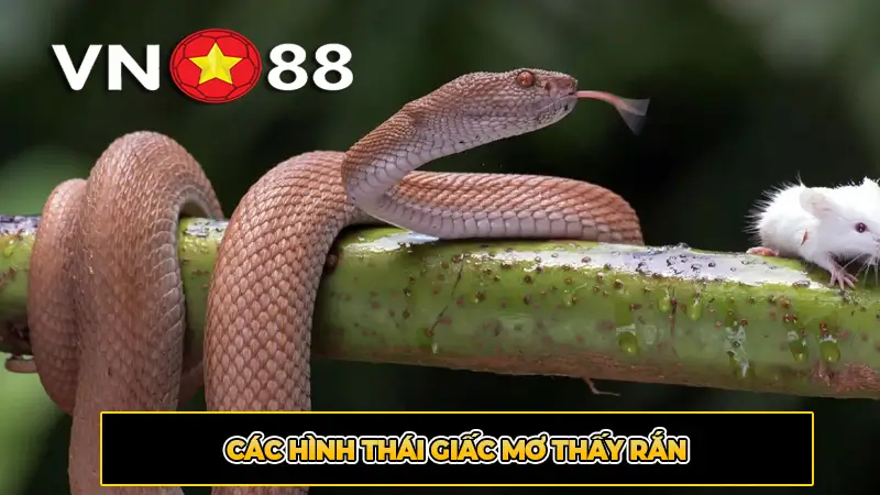 Các hình thái giấc mơ thấy rắn