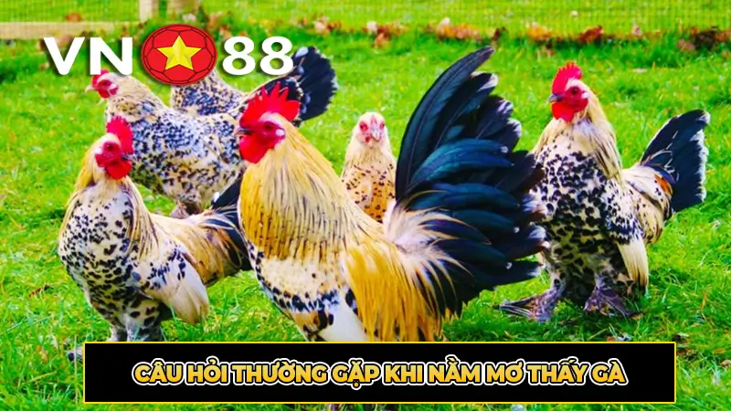 Câu hỏi thường gặp khi nằm mơ thấy gà