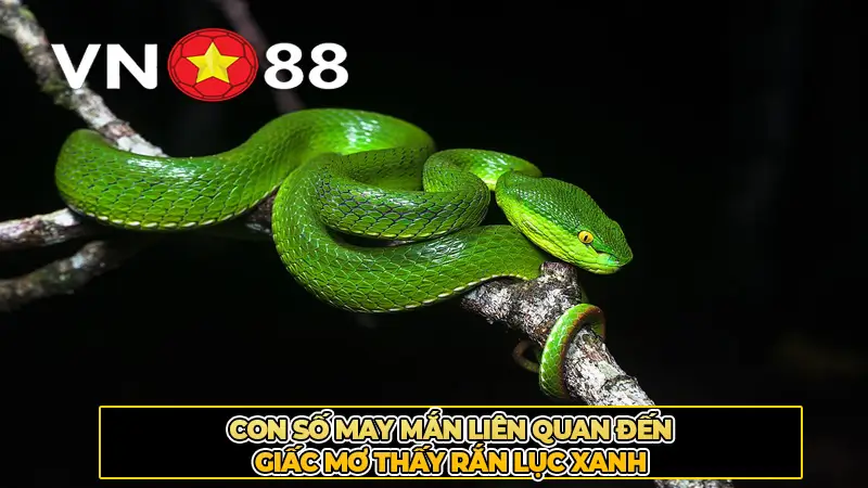 Con Số May Mắn Liên Quan Đến Giấc Mơ Thấy Rắn Lục Xanh
