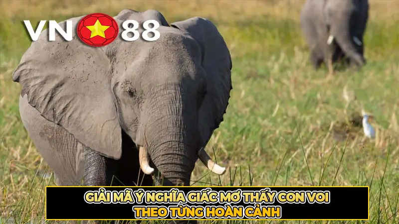 Giải mã ý nghĩa giấc mơ thấy con voi theo từng hoàn cảnh