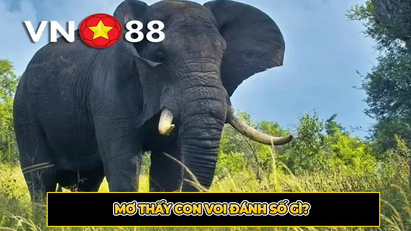 Mơ thấy con voi đánh số gì?