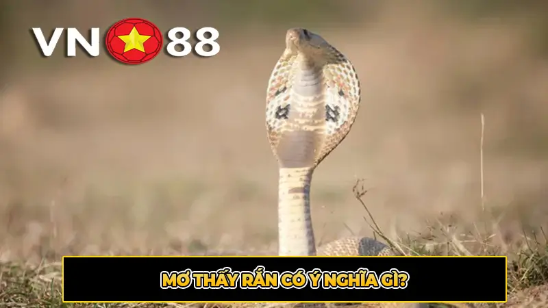 Mơ thấy rắn có ý nghĩa gì?