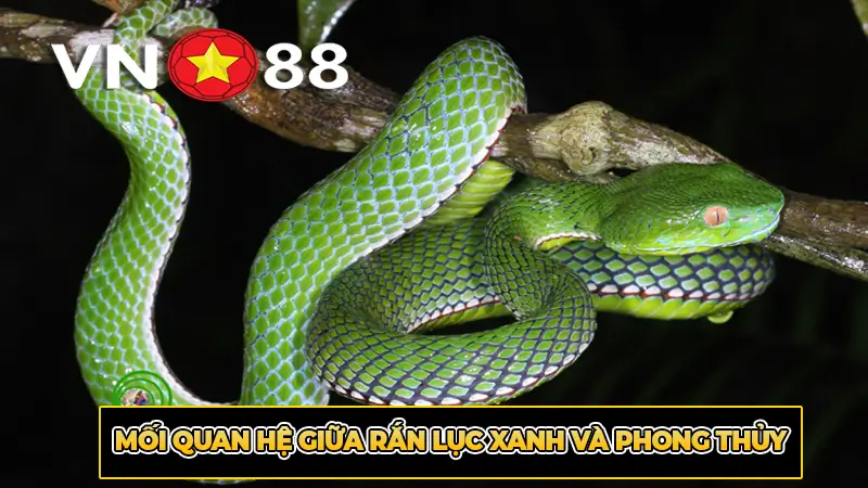 Mối Quan Hệ Giữa Rắn Lục Xanh và Phong Thủy