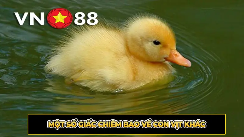 Một số giấc chiêm bao về con vịt khác