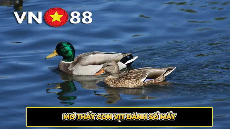 Nằm Mơ thấy con vịt đánh số mấy