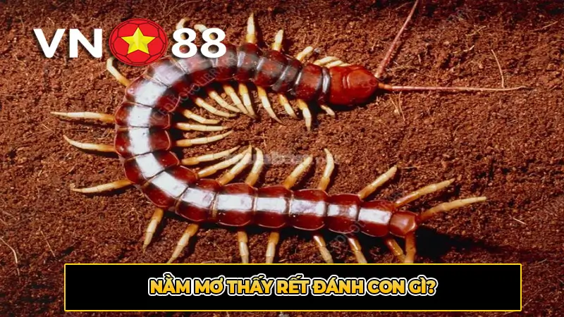 Nằm mơ thấy rết đánh con gì