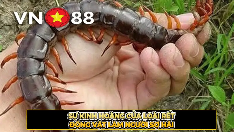 Sự kinh hoàng của loài rết - Động vật làm người sợ hãi