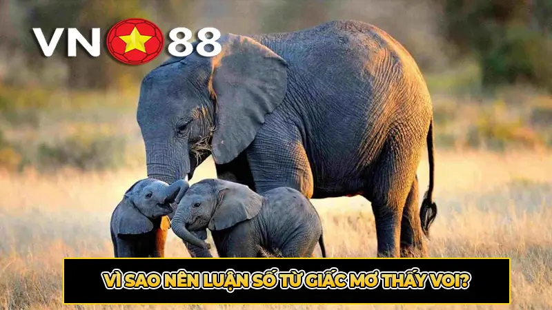 Vì sao nên luận số từ giấc mơ thấy voi?