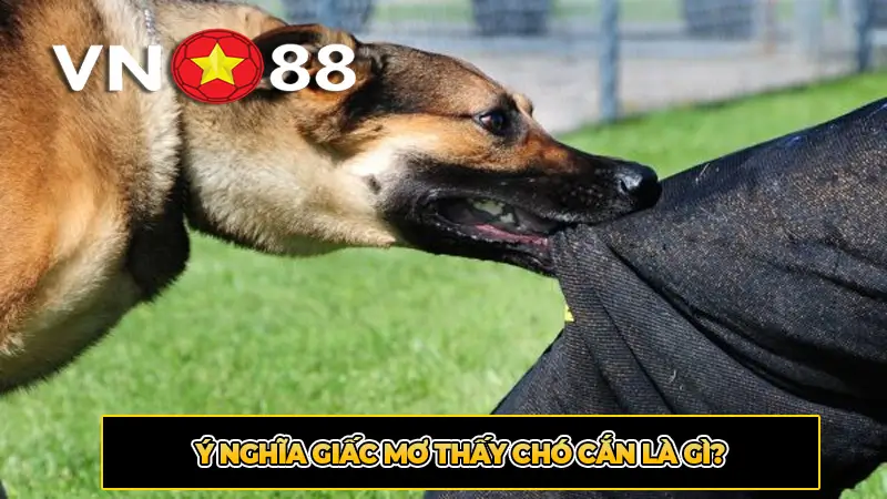 Ý nghĩa giấc mơ thấy chó cắn là gì?