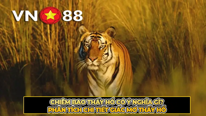 Chiêm bao thấy hổ có ý nghĩa gì? Phân tích chi tiết giấc mơ thấy hổ