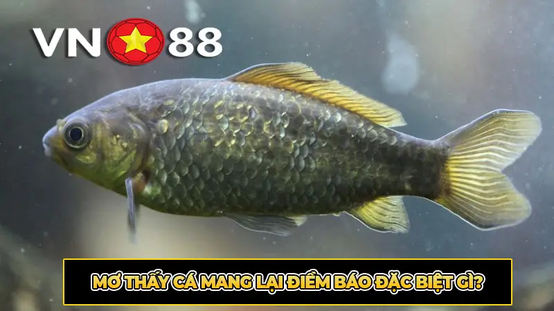 Mơ thấy cá mang lại điềm báo đặc biệt gì?
