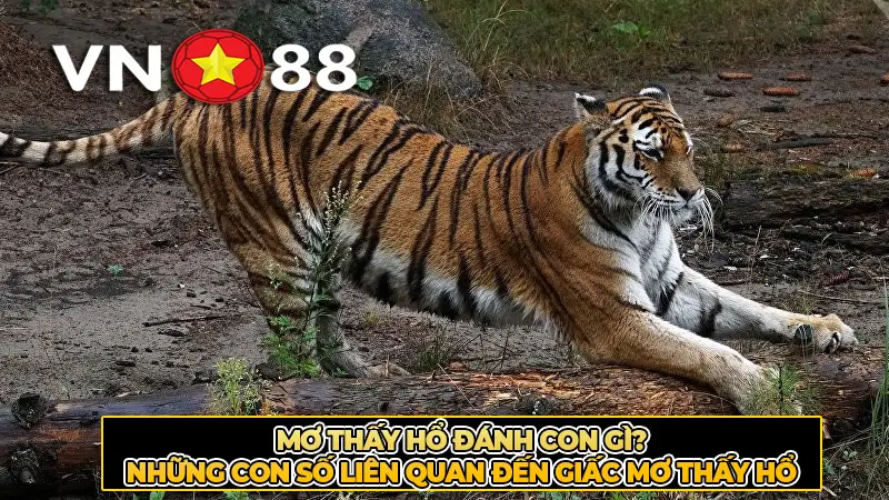 Mơ thấy hổ đánh con gì? Những con số liên quan đến giấc mơ thấy hổ