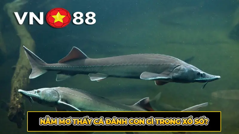 Nằm mơ thấy cá đánh con gì trong xổ số?